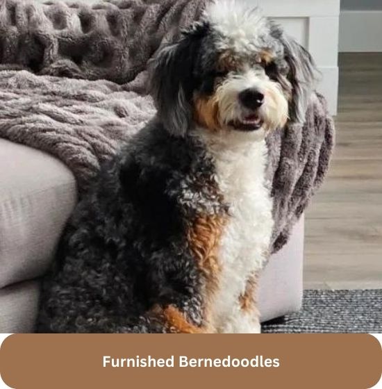 learn how to furnished our Bernedoodles